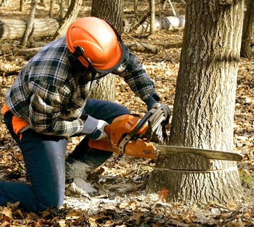 Tree Removal in Ivan, AR